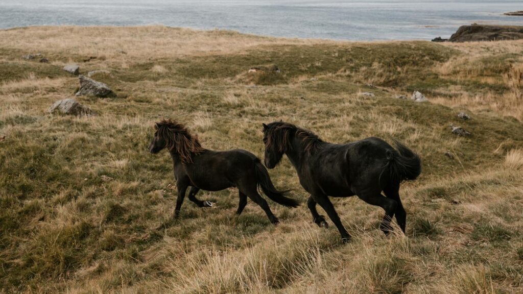 two black horses running in the grass field