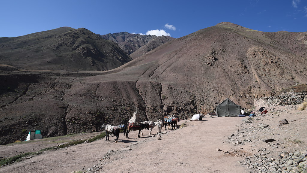 Pack horses waiting