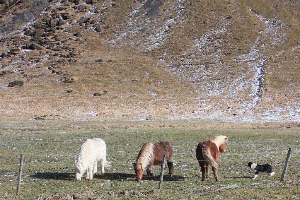 Horses and a sheepdog