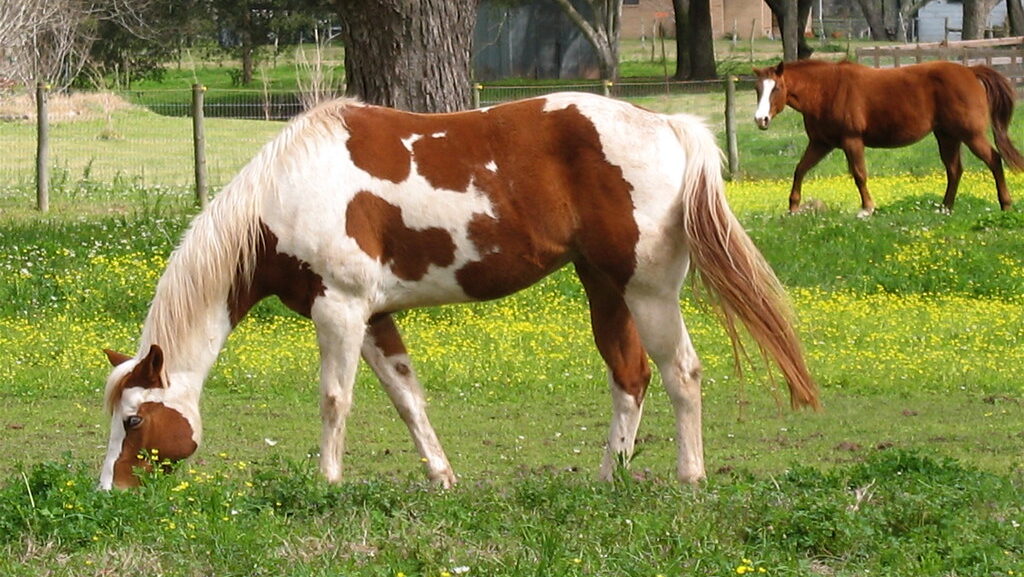 a white and brown horse gazing in the grass