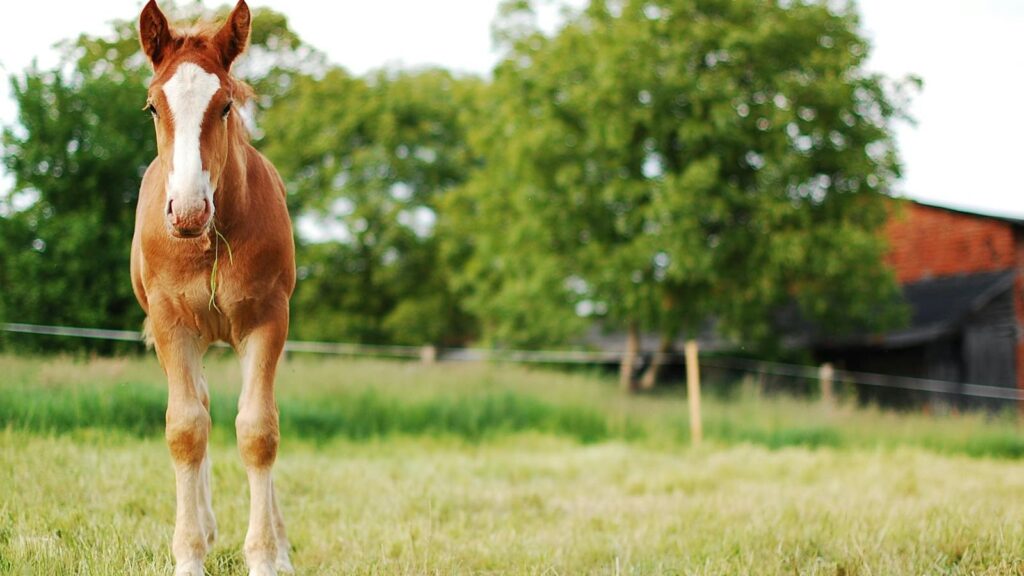 A young horse standing in a serene green pasture on a sunny day.