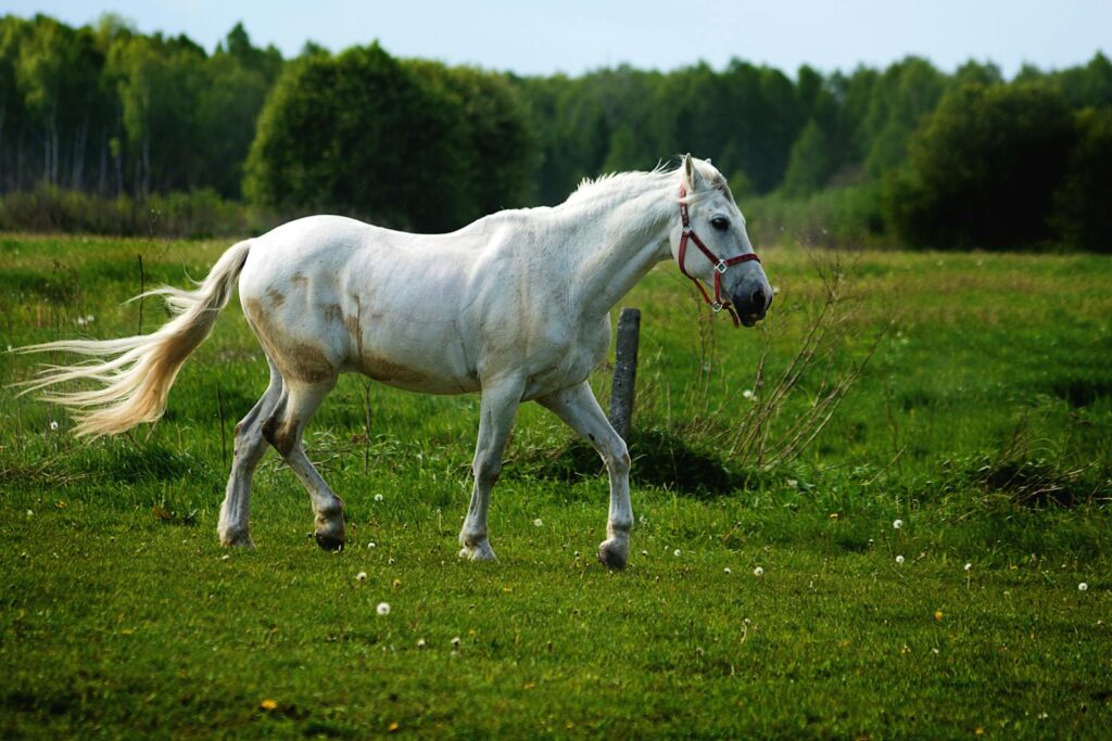 A majestic white horse running freely in a lush green countryside pasture.