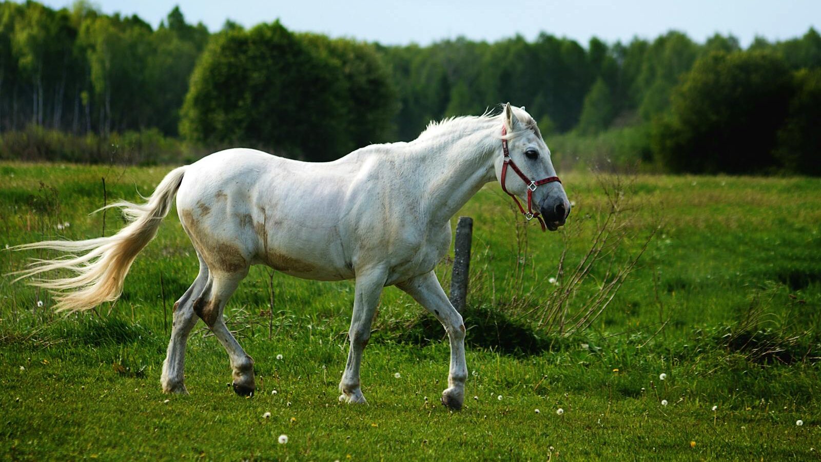 A majestic white horse running freely in a lush green field.