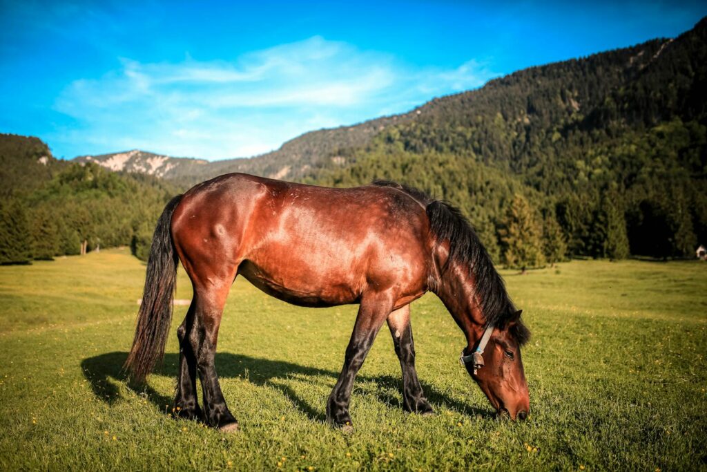 Beautiful horse grazing in a lush green pasture with scenic mountain backdrop.