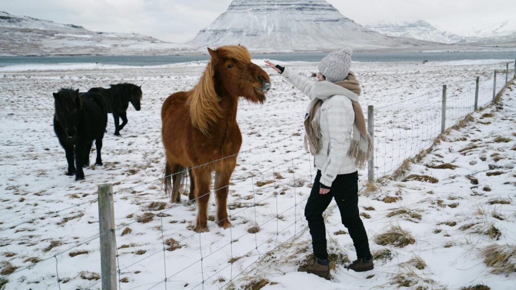 Person petting Icelandic horses in a snowy landscape with scenic mountain in Iceland.