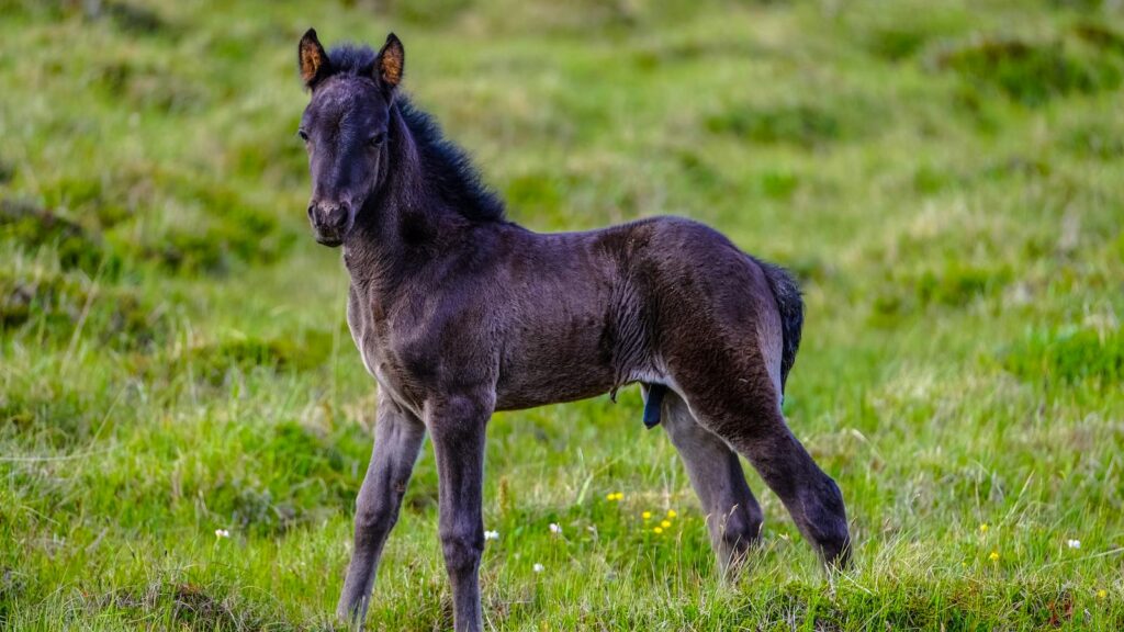 Adorable black foal standing in a lush green field on a sunny day.