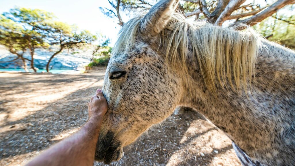 Close-up of a human hand gently touching a speckled horse in a sunlit outdoor setting.