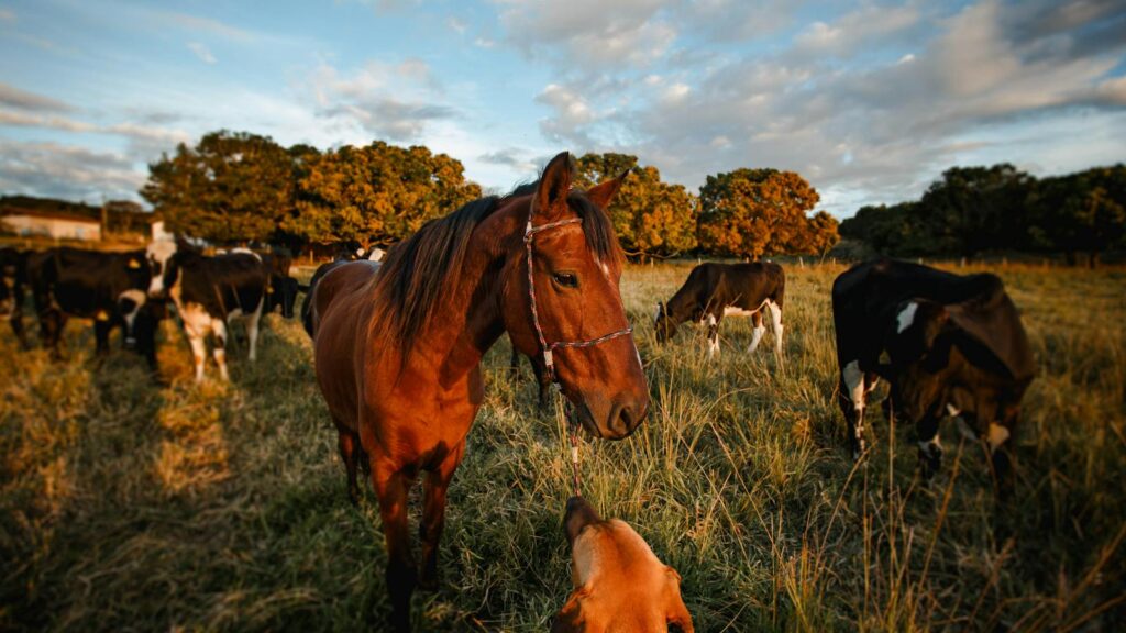 A peaceful pastoral scene depicting a horse, a dog, and cattle grazing under a picturesque sunset.