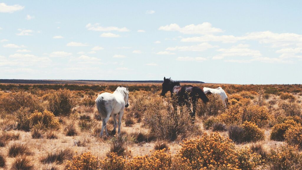 three white and black horses on open field