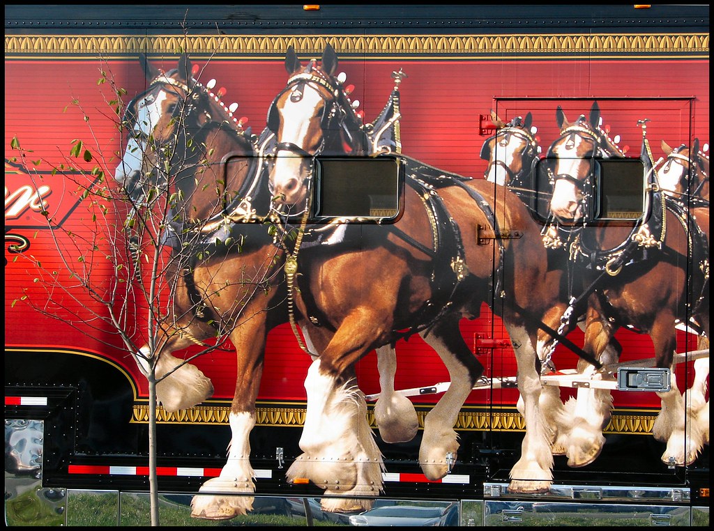Horse Trailer