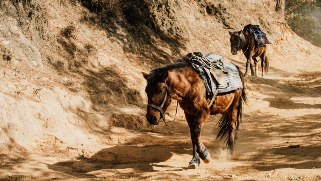 brown horse on brown sand during daytime