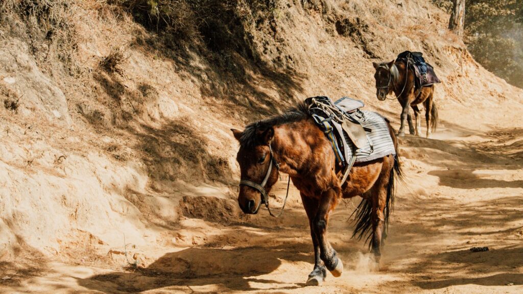 brown horse on brown sand during daytime
