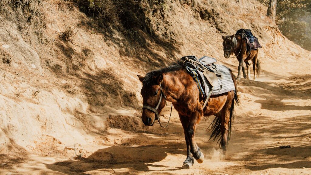brown horse on brown sand during daytime