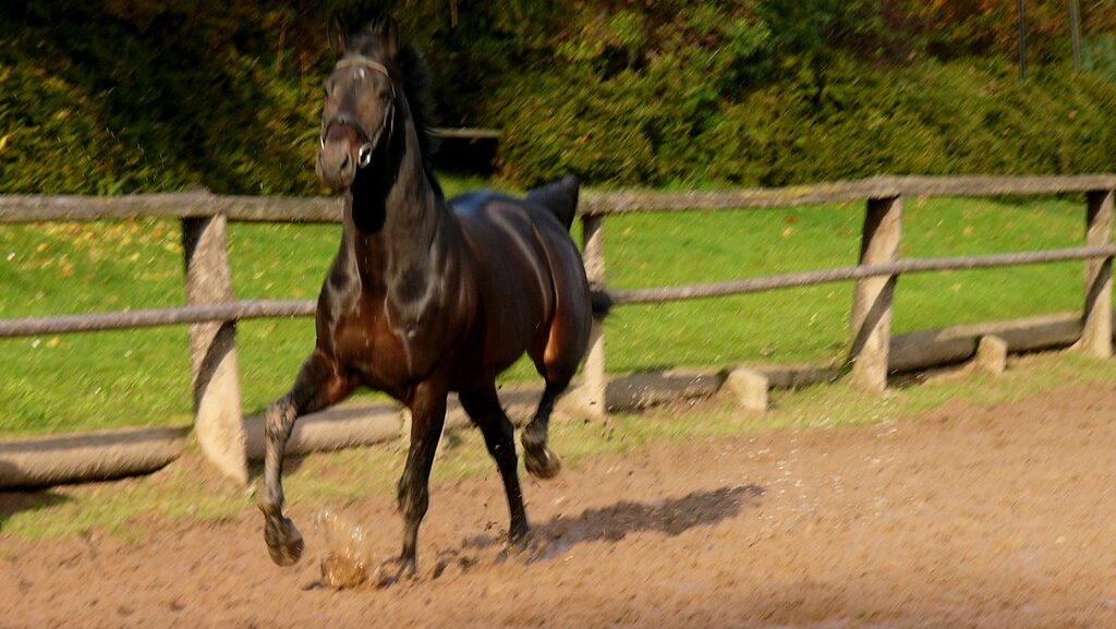 A brown horse in the muddy ground