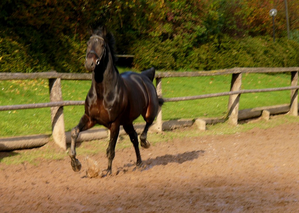 Trakehner Horse in motion