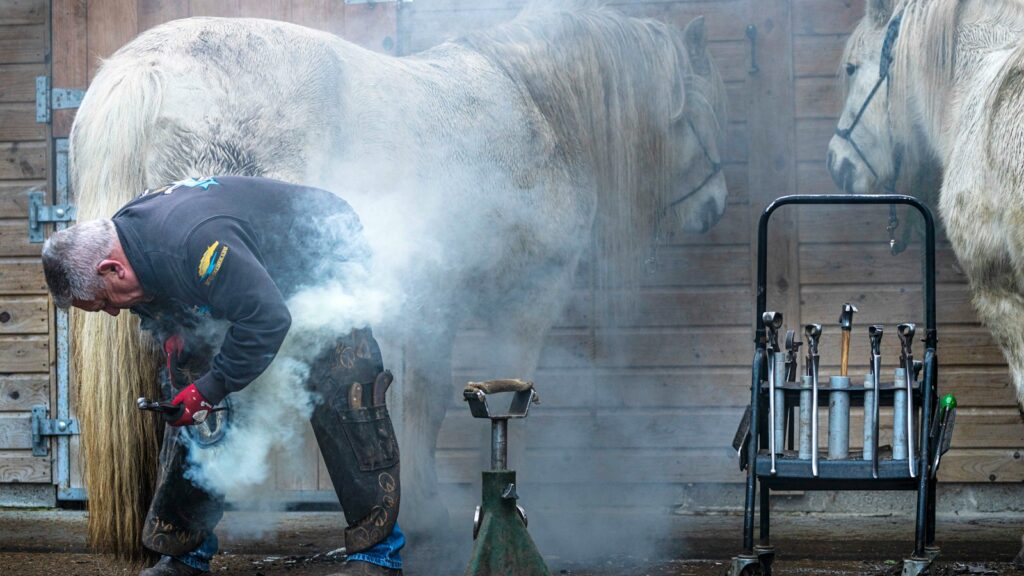 a person with a horse