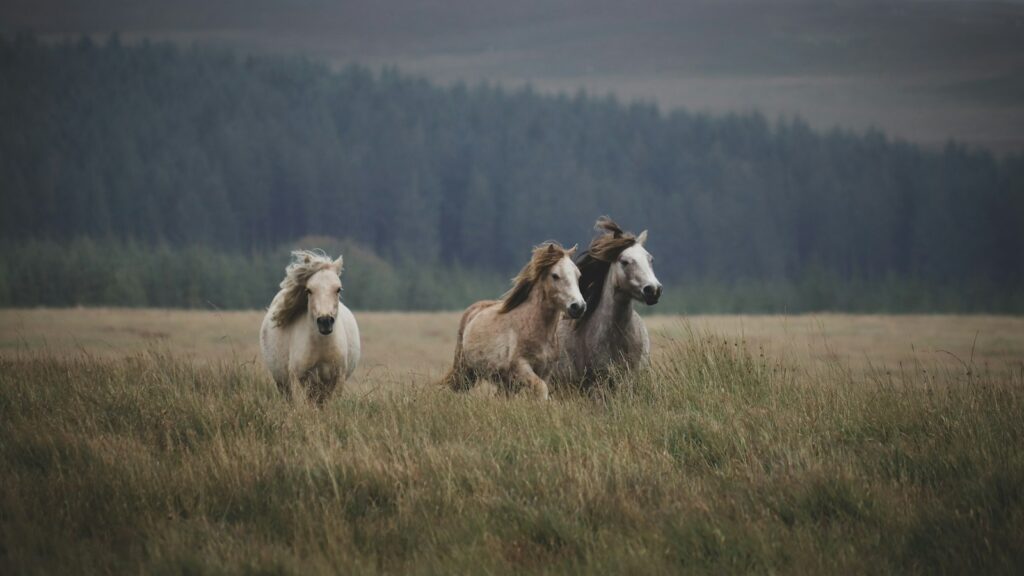 three horses running in a field with trees in the background