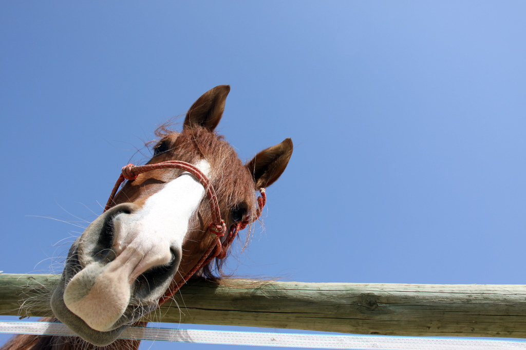 Horse posing for camera