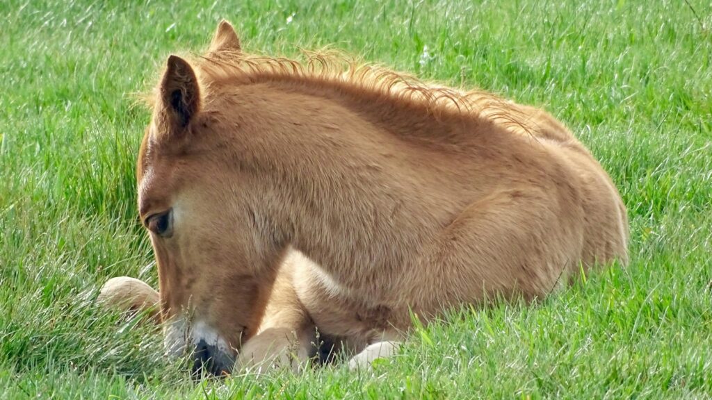 brown horse on green field