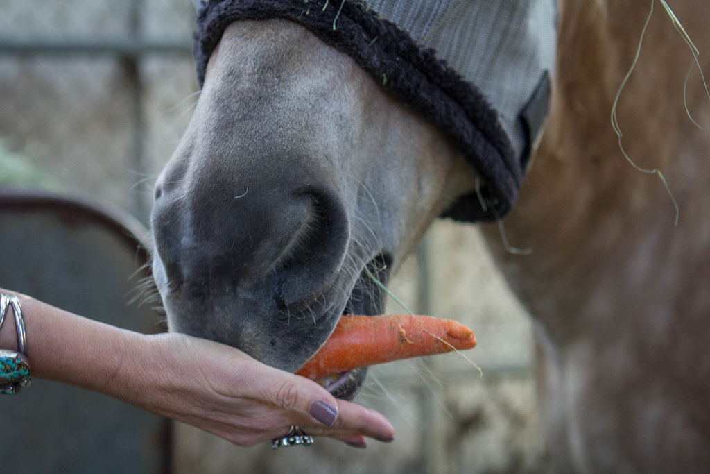 Feeding the horse