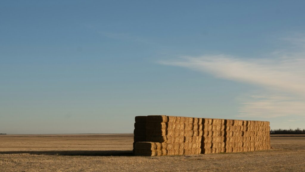 Hay bales stacked in a field under a blue sky.