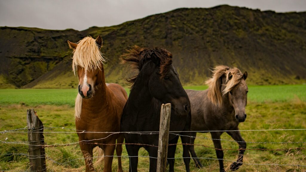 Three assorted horses on the ground