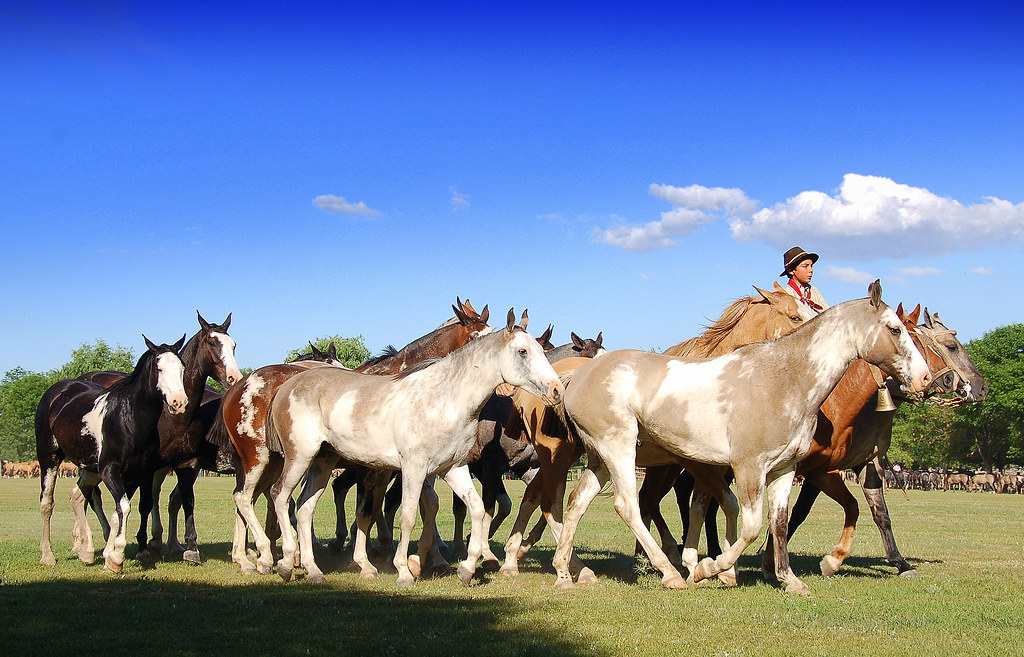 Frame overo foal horses