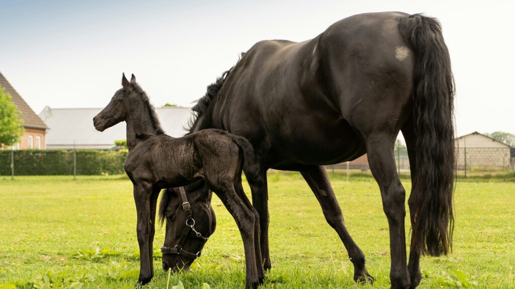 a couple of horses in a field