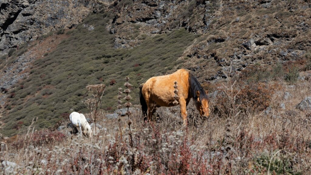A brown cow and a white cow grazing in a field