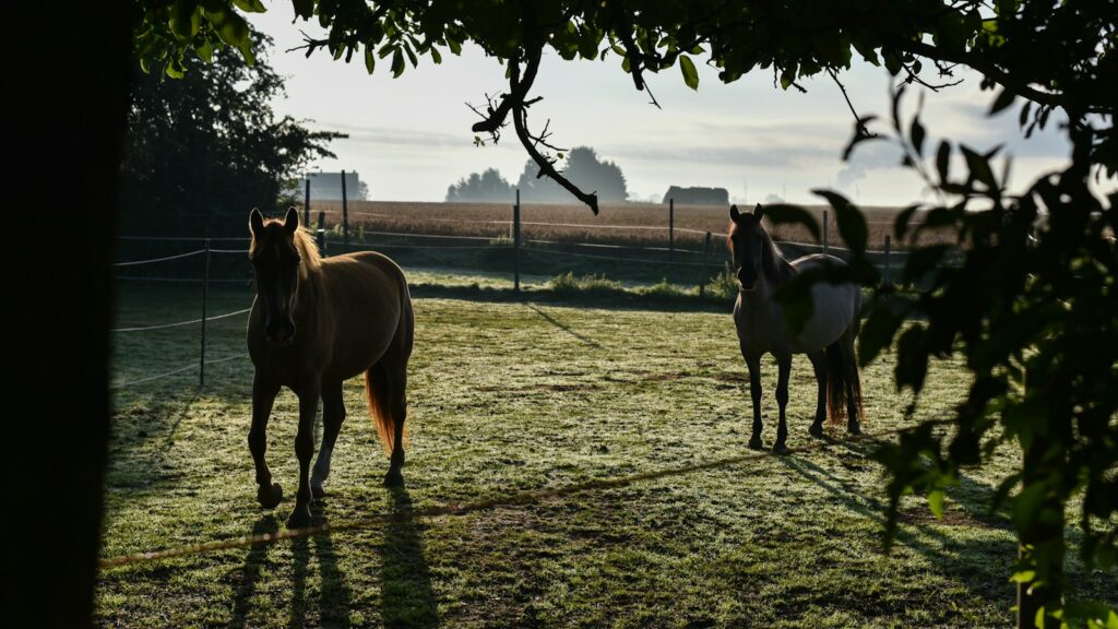 Horses running on a green grass field during daytime
