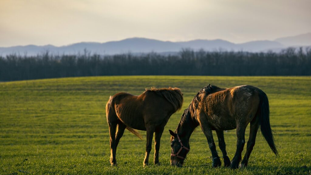 a couple of horses standing on top of a lush green field
