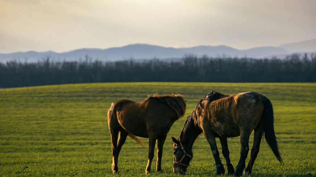 a couple of horses standing on top of a lush green field