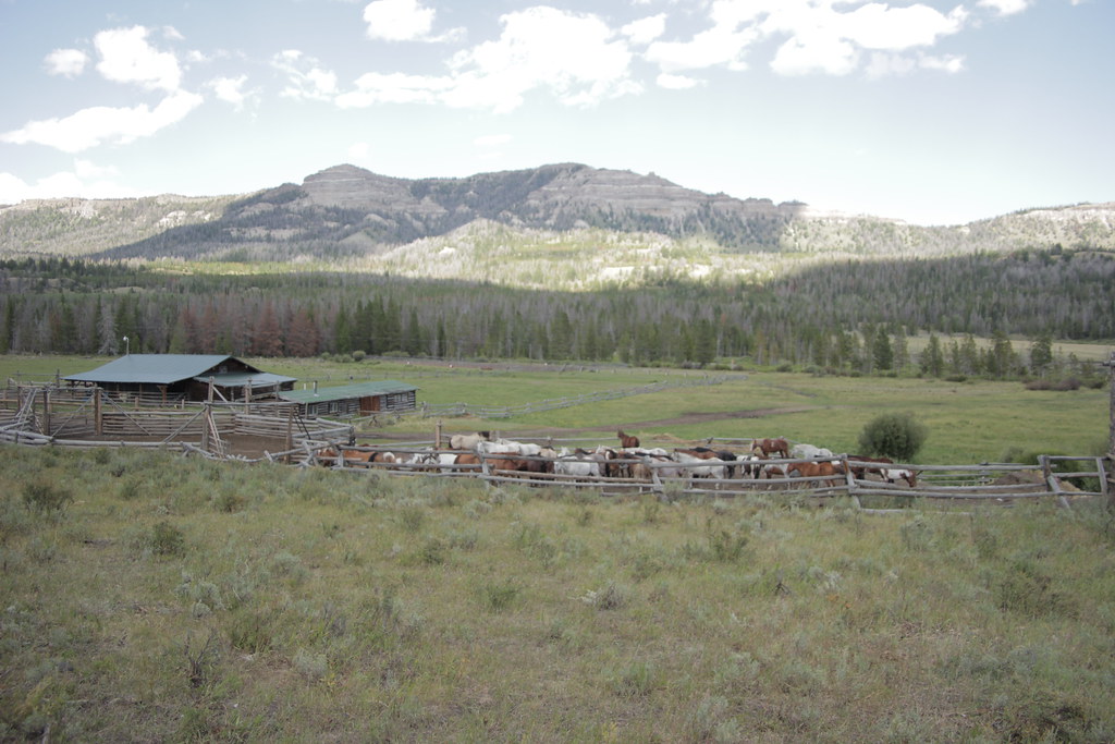 Ranch horses