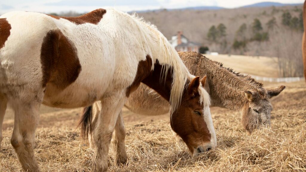 A horse and a donkey peacefully grazing on hay in a rural countryside setting.