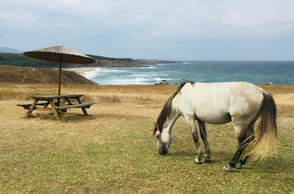 View of a white horse grazing by the Black Sea coast