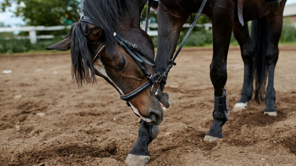 A dark bay horse wearing a bridle grazes peacefully in a rural paddock.