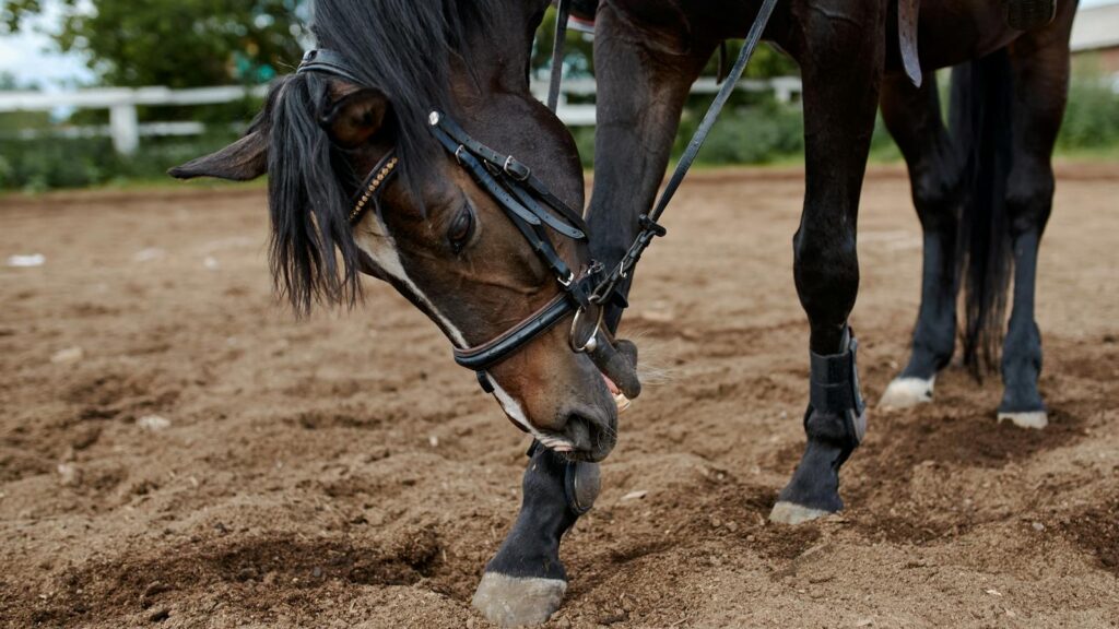 A dark bay horse wearing a bridle grazes peacefully in a rural paddock.