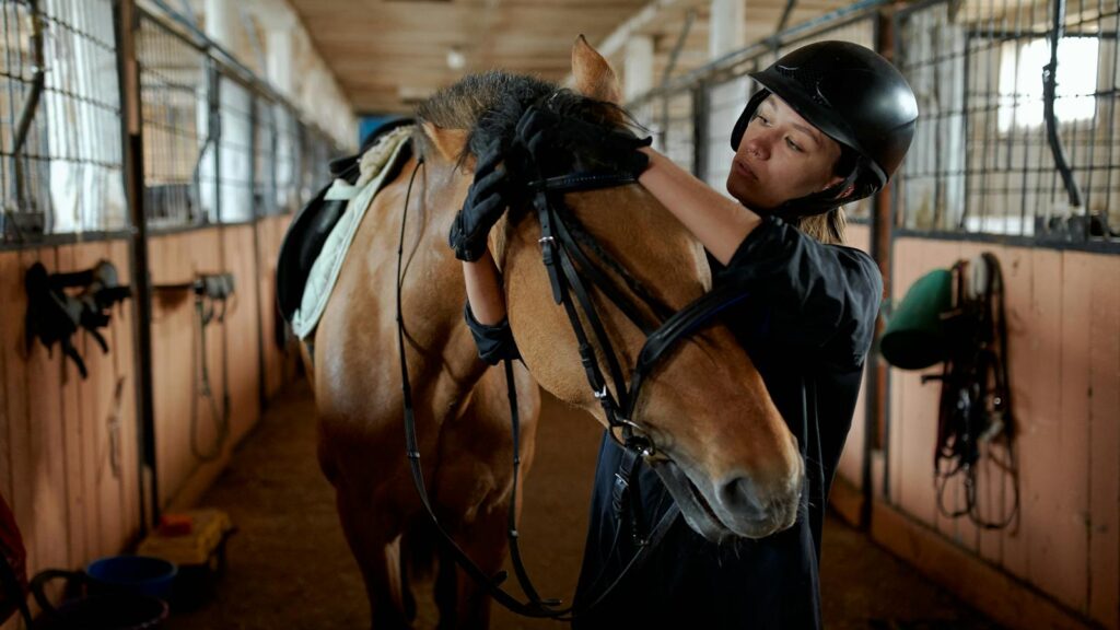 Young horsewoman in helmet and gloves tying bridle of adorable purebred bay dun horse standing in stable in countryside