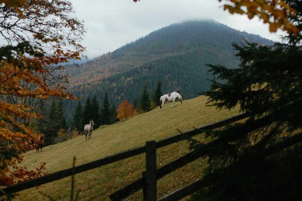 Tranquil autumn scene with horses grazing on a hillside pasture against a mountain backdrop.