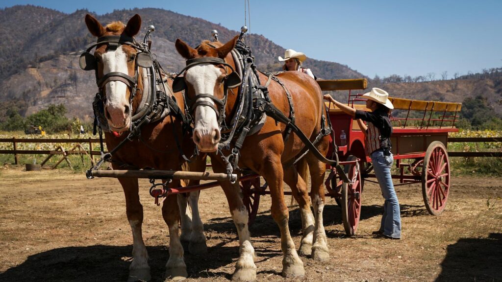 Two horses hitched to a carriage outdoors, with cowgirls preparing for a rural journey.