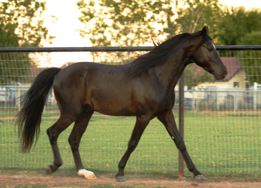Missouri Fox Trotter, Smoky Black, Stallion, Quick Trigger in natural gait