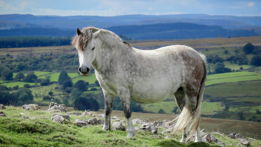 A beautiful white horse stands gracefully in a lush green landscape under a vibrant sky.