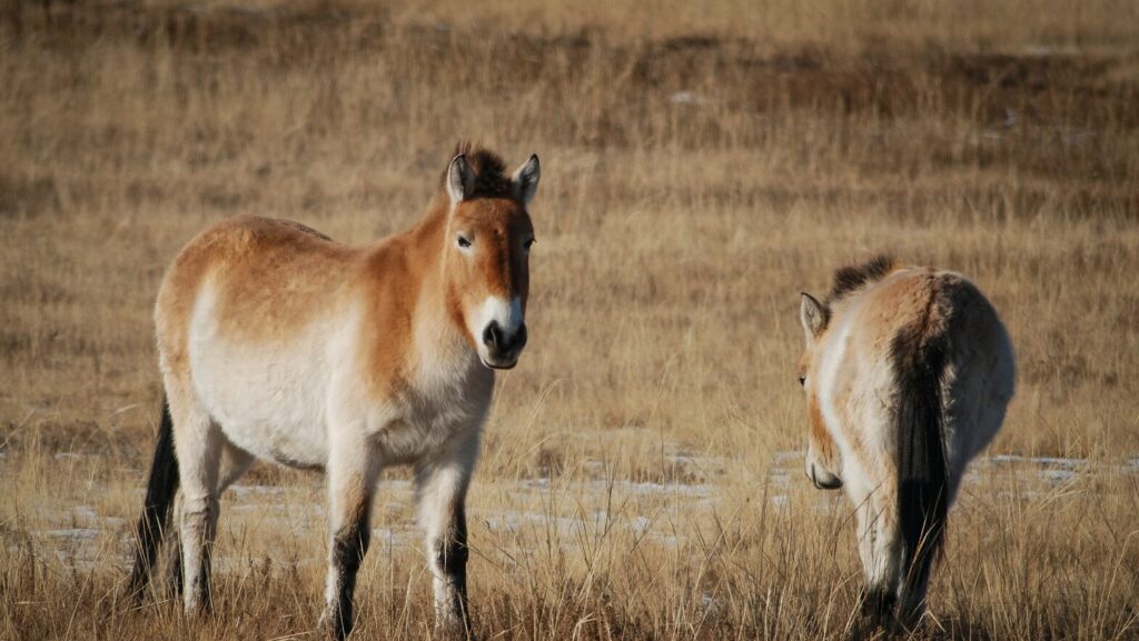 brown and white horse on brown grass field during daytime
