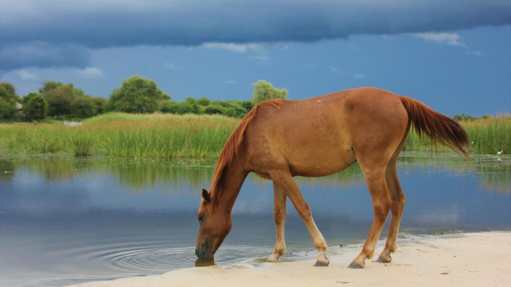 A horse drinks peacefully from a lake on a cloudy day, embodying tranquility in nature.
