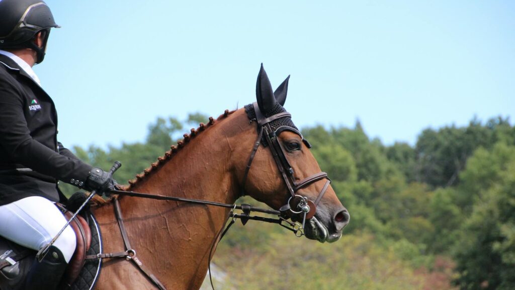 A person riding a horse outdoors with a bridle, surrounded by nature.