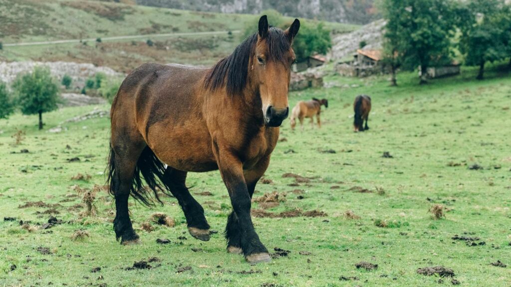 Majestic Ardennais horse grazing in a lush green pasture with mountains in the background.