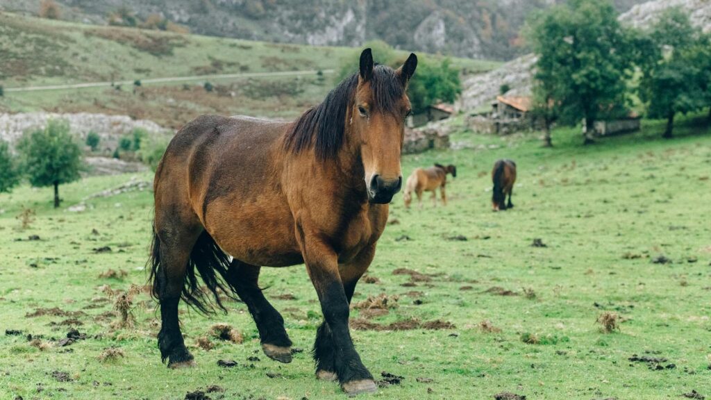 Majestic Ardennais horse grazing in a lush green pasture with mountains in the background.