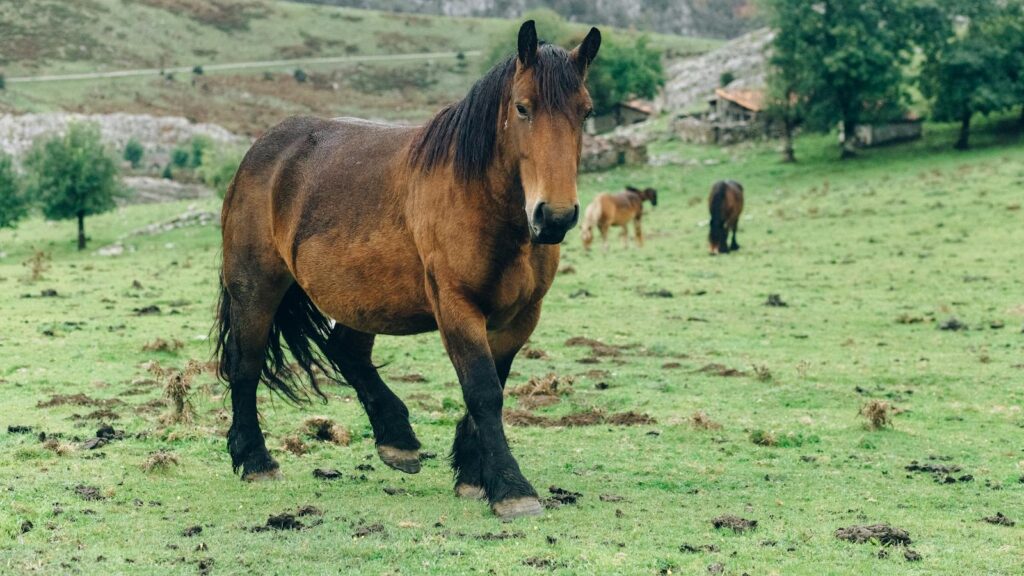 Majestic Ardennais horse grazing in a lush green pasture with mountains in the background.