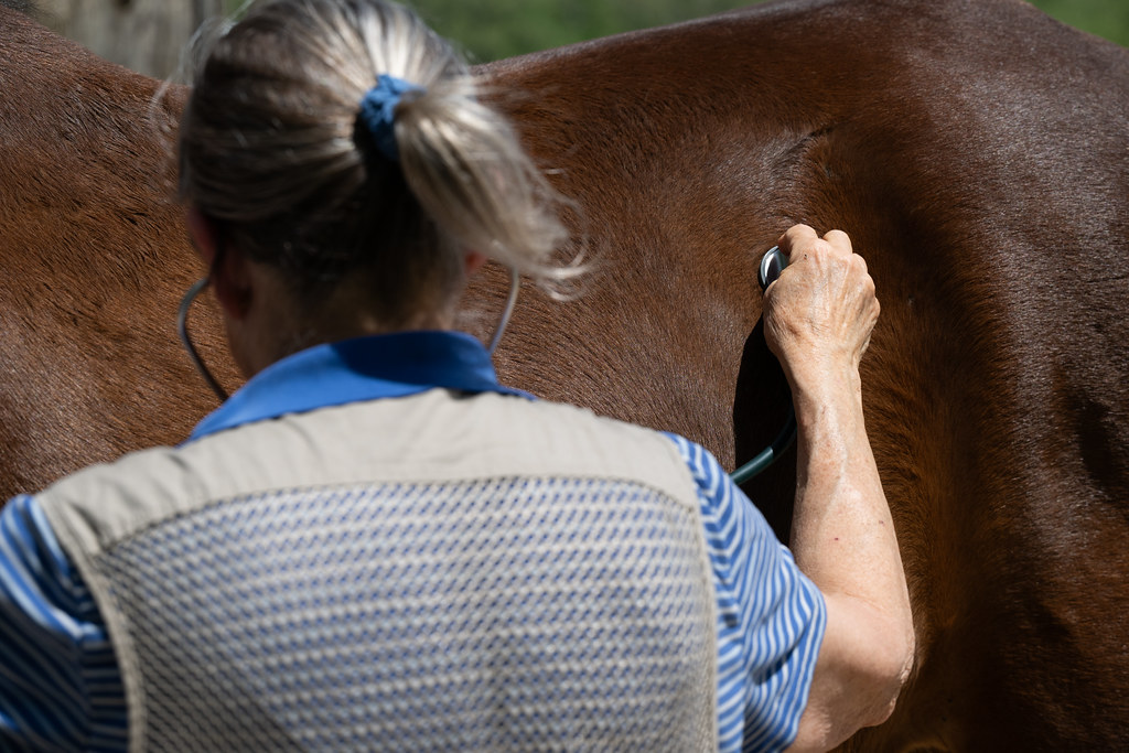 Veterinary checking horse