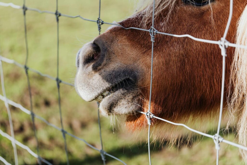 Pony's face behind a wire fence